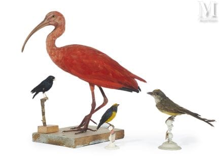 ROTER IBIS, PALMENTYRANN, GRÜNFLÜGEL-ORGANIST, SEN