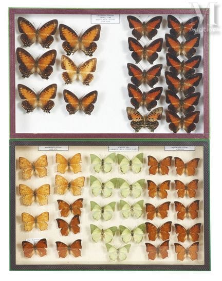 CHARAXES
In zwei Schachteln (26 x 39 cm).
Darunter