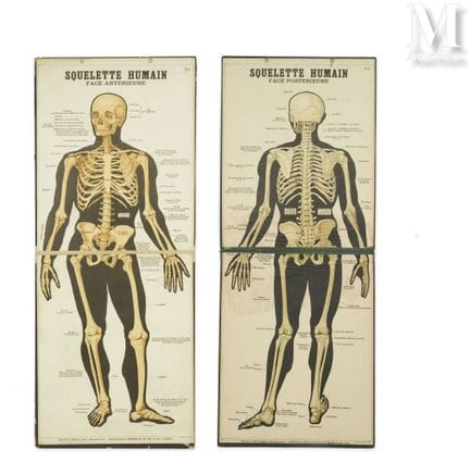 德罗尔出版社——两幅人体骨骼双联画
分别展现了骨骼的前侧和后侧。
117.5 × 47 厘米。
图版