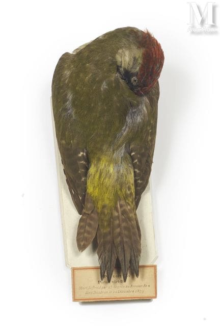 PÁJARO PICO VERDE, CHOTACABRAS EUROPEO
El pájaro e