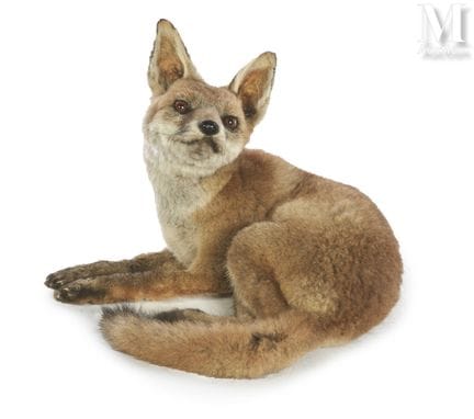 ZORRO
Altura: 24 cm, longitud: 30 cm.
Vulpes vulpe