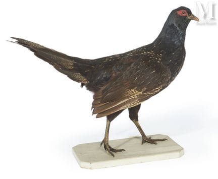 HÍBRIDO DE GALLINA X, FAISÁN DE COLCHIDE
Sobre su 