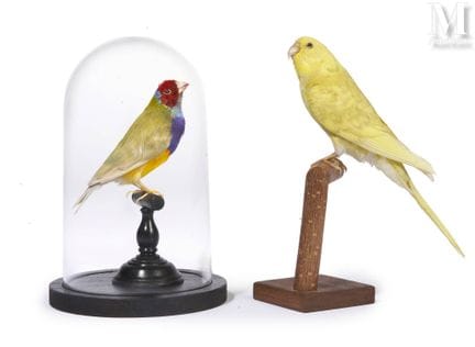 GELBER WELLENSPINNLING, GOULD-DIAMANT
Der Diamant 