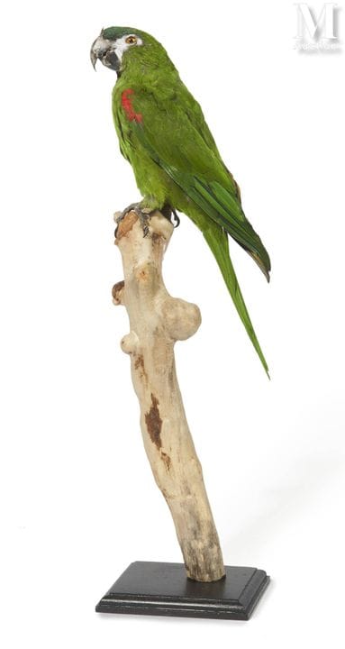 ARA NOBLE
Weibchen.
Körpergröße: 45 cm.
II/B, Diop