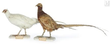 FASÁN VERSICOLOR, FASÁN HÍBRIDO
Con su antigua eti