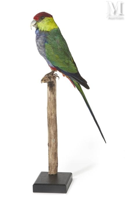 PURPURKOPF-SITTICH
Höhe: 42 cm.
II/B, Purpureiceph
