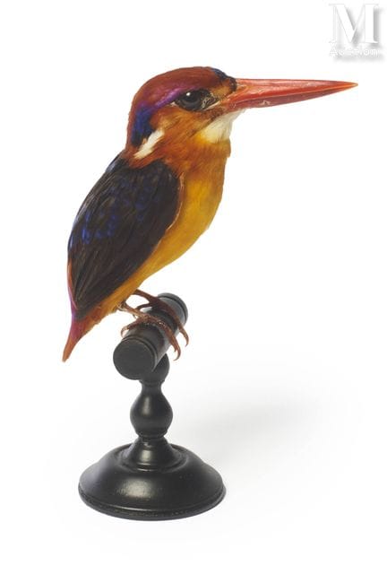 ROTER EISVOGEL
Sehr hübsch. Auf einem schwarz lack