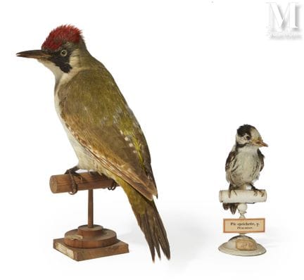 PÁJARO VERDE, PÁJARO PEQUEÑO
En su posadero origin