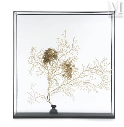 漂亮的角鱼
陈列于展示柜中。
这只角鱼上附着了两只角鱼头。
展示柜尺寸：高66厘米，长62厘米，深1