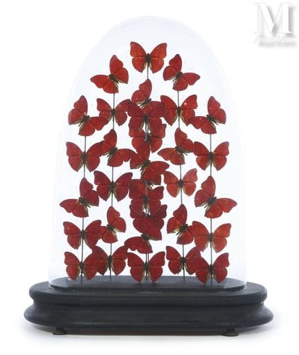 CYMOTHOE SANGARIS
In einer Glasvitrine ausgestellt