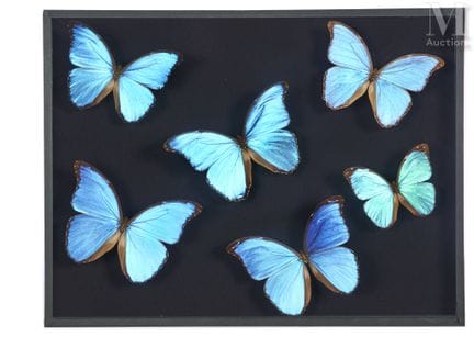 SECHS GROSSE MORPHOS
In einem gemeinsamen Rahmen m