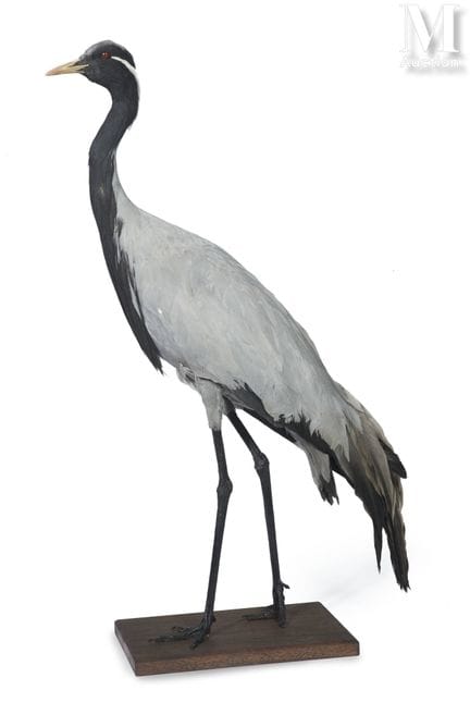 NUMIDISCHER JUNGFRAUENKRANICH
Höhe: 82 cm, Länge: 