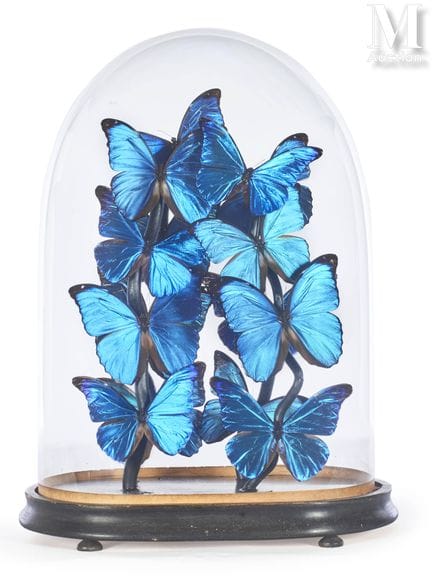 FÜNFZEHN MORPHO-SCHMETTERLINGE
Präsentiert in eine