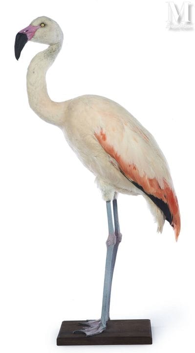 智利火烈鸟
身高：88厘米，体长：71厘米。
II/B，Phoenicopterus chilens