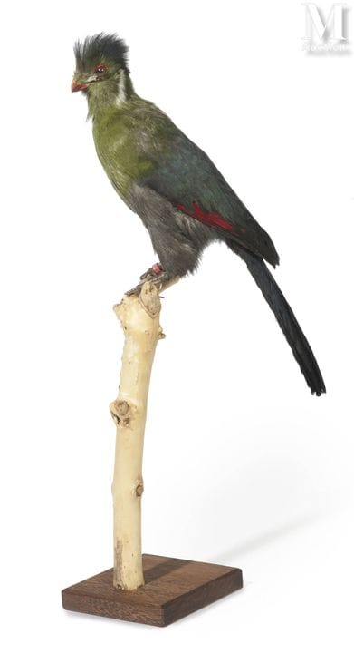 WEISSWANGEN-TOURACO
Höhe: 52 cm.
II/B, Menelikorni
