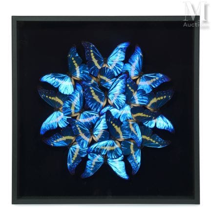 MORPHO HELENA
In einem runden Rahmen mit schwarzem