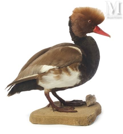 PATO ROJO
Altura: 34 cm, longitud: 33 cm.
Netta ru