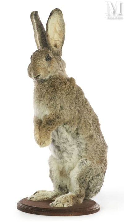 CONEJO GIGANTE DE FLANDES
Altura: 71,5 cm.
Oryctoa