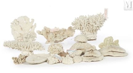 珊瑚组合
均已鉴定。
Manicina aerolata（2株）、“蜂巢”石珊瑚、Fungia属、F