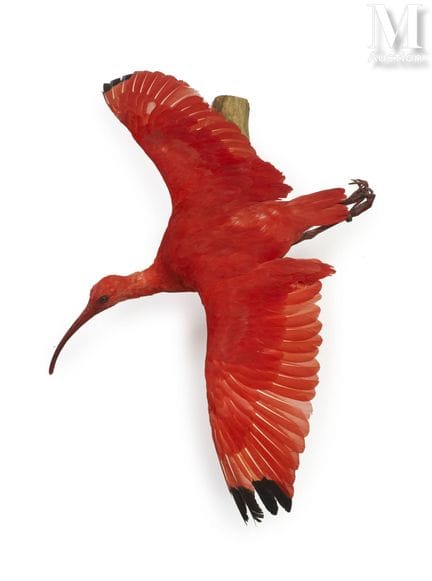 ROTER IBIS
Im Flug, zur Wandmontage.
Höhe: 80 cm, 