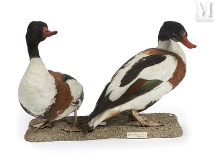 PAR DE SHELDUCKS DE BELON
Altura: 32 cm, longitud: