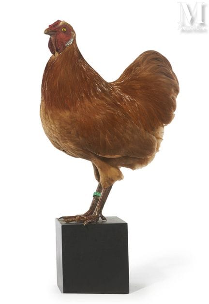 GALLO COCHIN FAUVE
Altura: 54 cm, longitud: 28 cm.