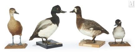 DENDROCYGNE DE JAVA, PORRÓN ALBEOLO, PAREJA DE FUL