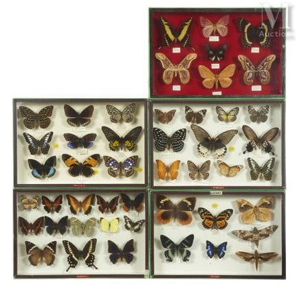 LEPIDOPTEREN
In 5 Schachteln. 39 x 26 cm.
Darunter