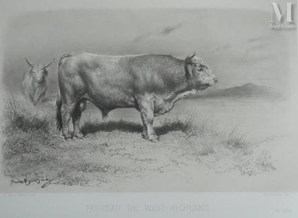 NADAR
West Highland Bull, (The British), 1856
Rosa