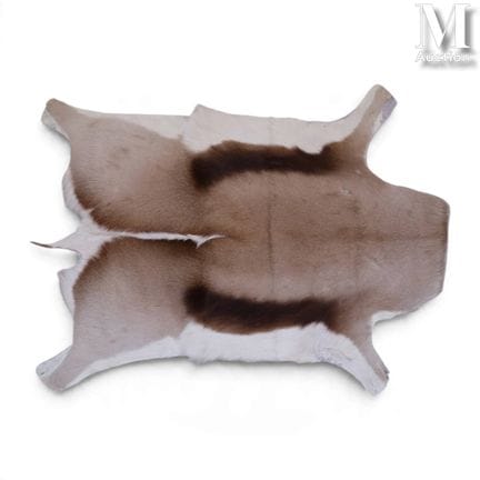CAZA
Piel de springbok
L. 78 cm