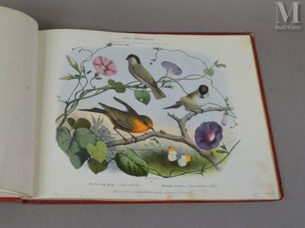DELARUE (Jean).
Ornithologisches Museum. Vogelsamm