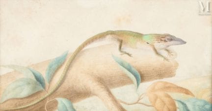 Antoine Charles VAUTHIER (1790-1879)
Lézard
Aquare
