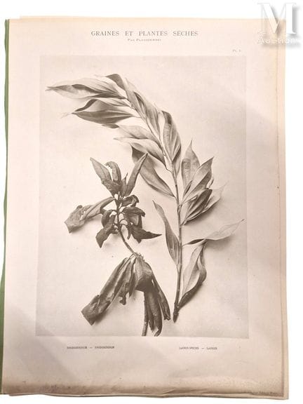皮埃尔·劳泽夫斯基
《种子与干植物》，巴黎，A. 卡拉瓦斯出版社，无日期 [1900]
散页文集，大