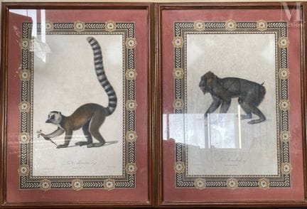 据让-巴蒂斯特·奥德贝（1759-1800）所作
两幅彩色版画组，选自《猴类与狐猴史》，包括：曼德利