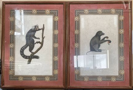 据让-巴蒂斯特·奥德贝（1759-1800）所著
出自《猴子与狐猴史》的两幅彩色版画组，包括：卷尾猴