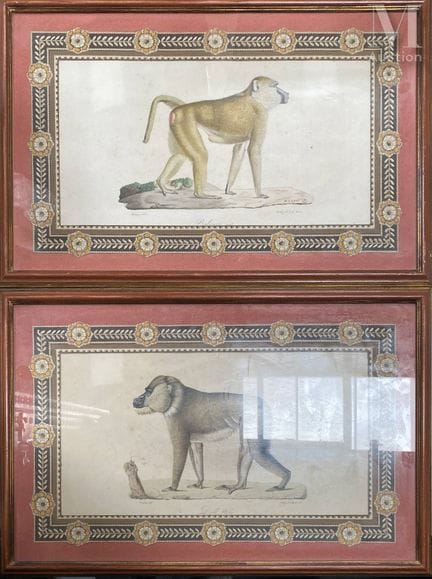 19世纪画派
两幅彩色版画组
，包括：雄性德瑞尔鹦鹉、狒狒。
采用古风绘制的画框衬纸。
24 x 4