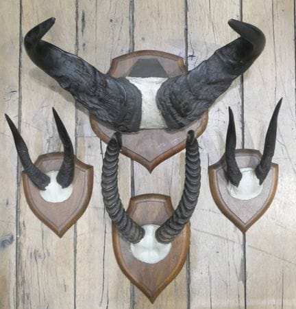 Ensemble de quatre trophées de chasse d'animaux af