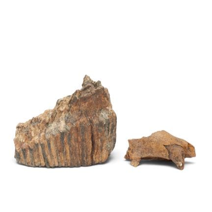 Fossil, mammoth molar and fragment of a predator's