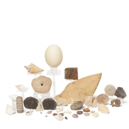 Various shells and fossils, including an ostrich e