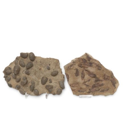 Two fossils—brachiopods and fish—from the Paleozoi