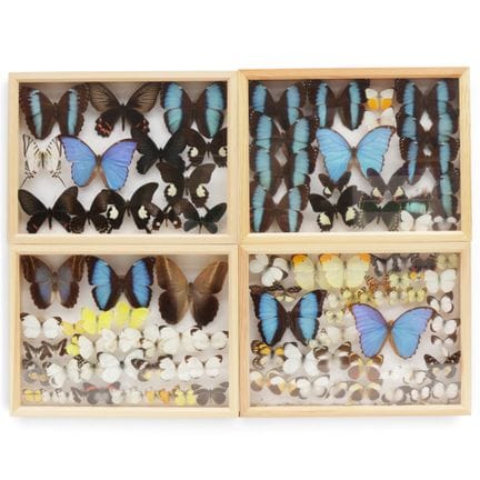 Quattro vetrine con farfalle imbalsamate. h. 30 cm