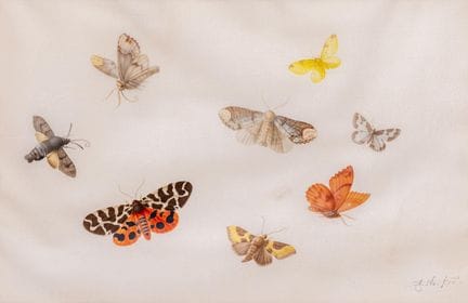 Anthony Henstenburgh (1695-1781) Papillons et phal