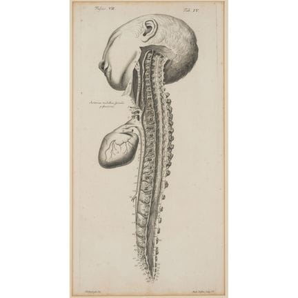 Anatomía del cuerpo humano (cráneos, arterias, bra