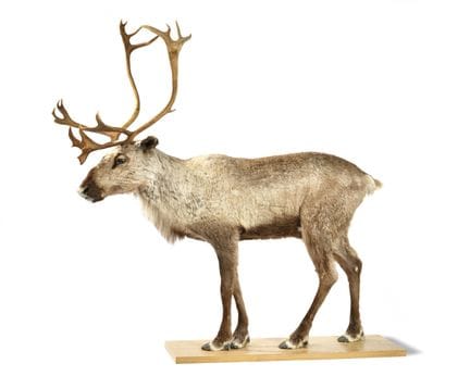 RENNA /Caribù (Rangifer tarandus), bella riproduzi