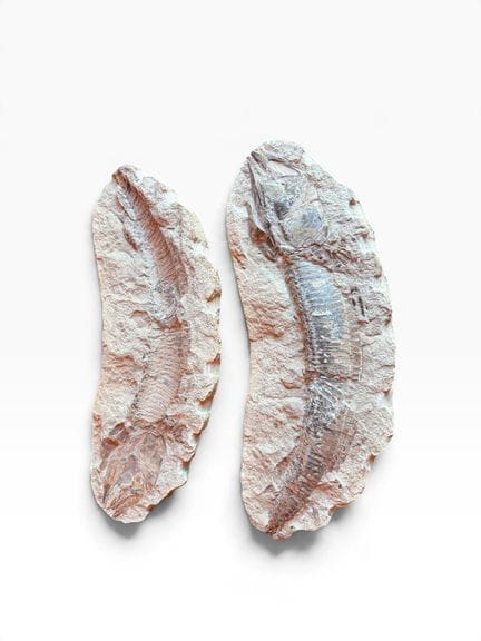 Fossile di Aspidormynchus 
Provenienza presunta: B