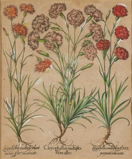 Basilius Besler, Núremberg 1561 - 1629 Núremberg

