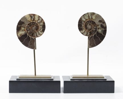 Paire d'ammonites Cleoniceras montées sur du bois 