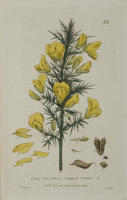 威廉·巴克斯特 
拉格比，英国（1787） / 牛津，英国（1871）
《植物学》
三幅铜版画。 
