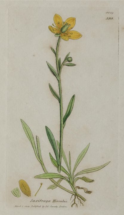 詹姆斯·索沃比 
伦敦，英国（1757） / （1822）
《植物学》
三幅铜版画。 
- Saxi