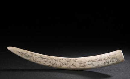 Défense de morse gravée et encrée en scrimshaw à d